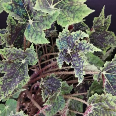 Begonia Burgundy Velvet