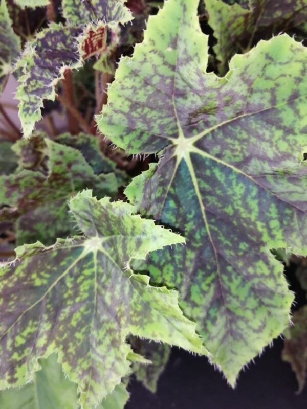 Begonia Burgundy Velvet - immagine 3