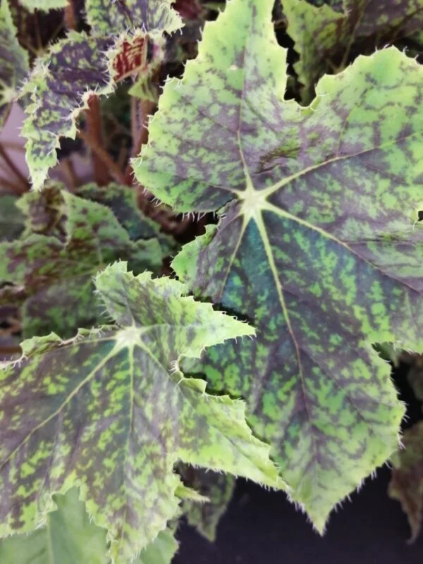 Begonia Burgundy Velvet, foto 3