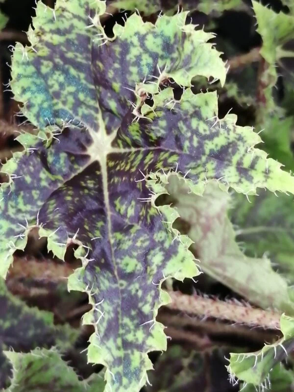 Begonia Burgundy Velvet, foto 4