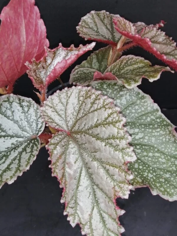 Begonia Aya, pianta da interno