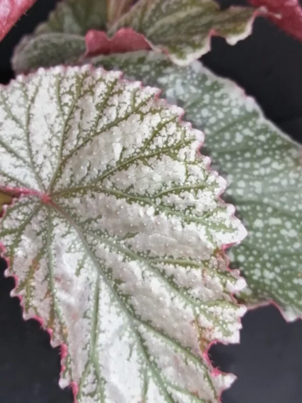 Begonia Aya, foto 2