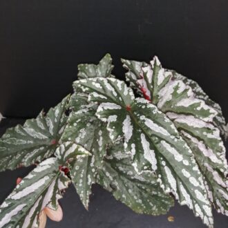 Begonia Guy Savard