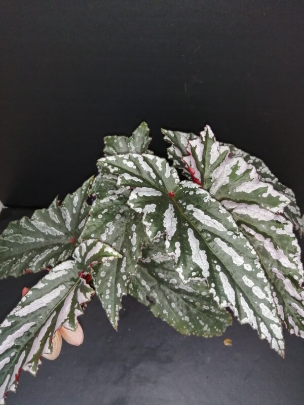 Begonia Guy Savard