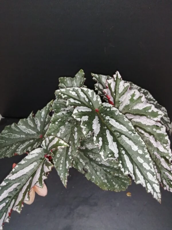 Begonia Guy Savard, pianta da interno