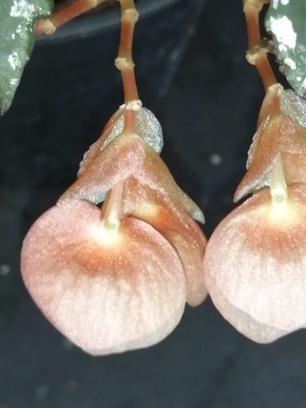 Begonia Guy Savard, foto 4
