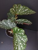 Begonia Dotsy