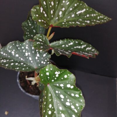 Begonia Dotsy