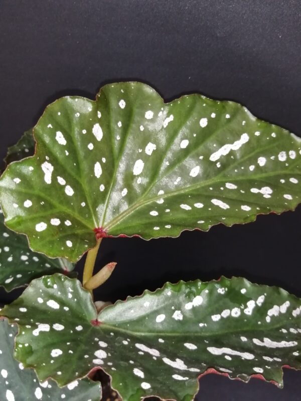 Begonia Dotsy - immagine 2