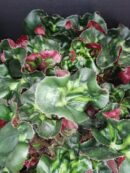 Begonia Cathedral Windows