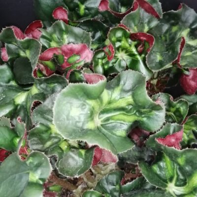 Begonia Cathedral Windows