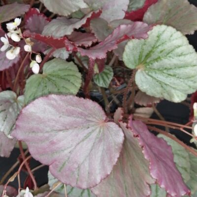 Begonia Martin's Mystery , U192
