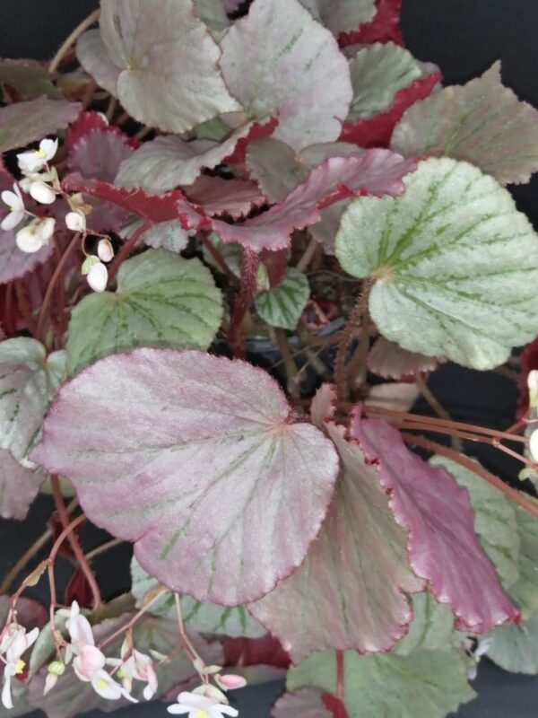Begonia Martin's Mystery , U192