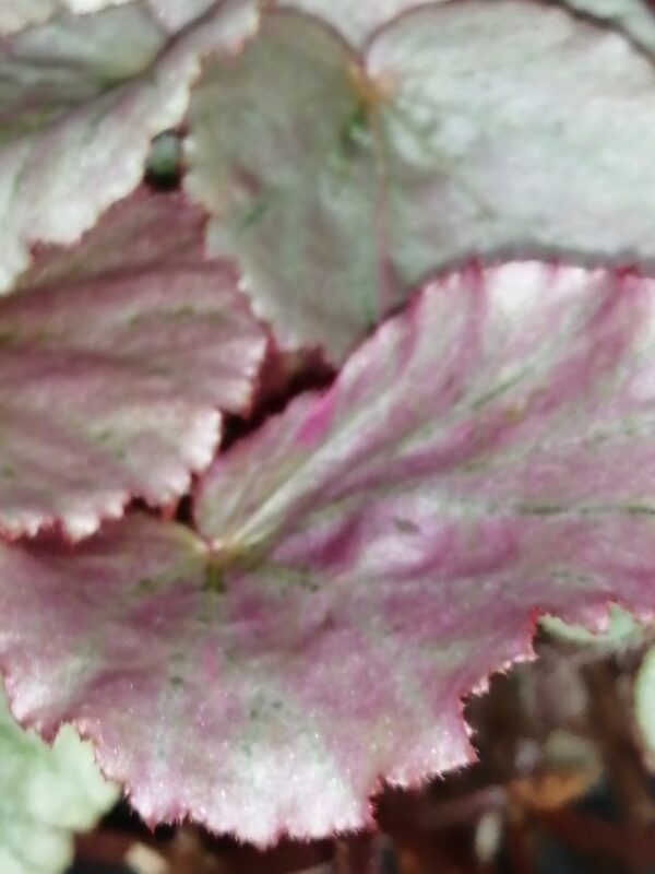 Begonia Martin's Mystery , U192 - immagine 2