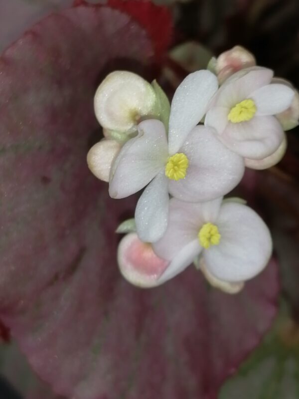 Begonia Martin's Mystery , U192 - immagine 3
