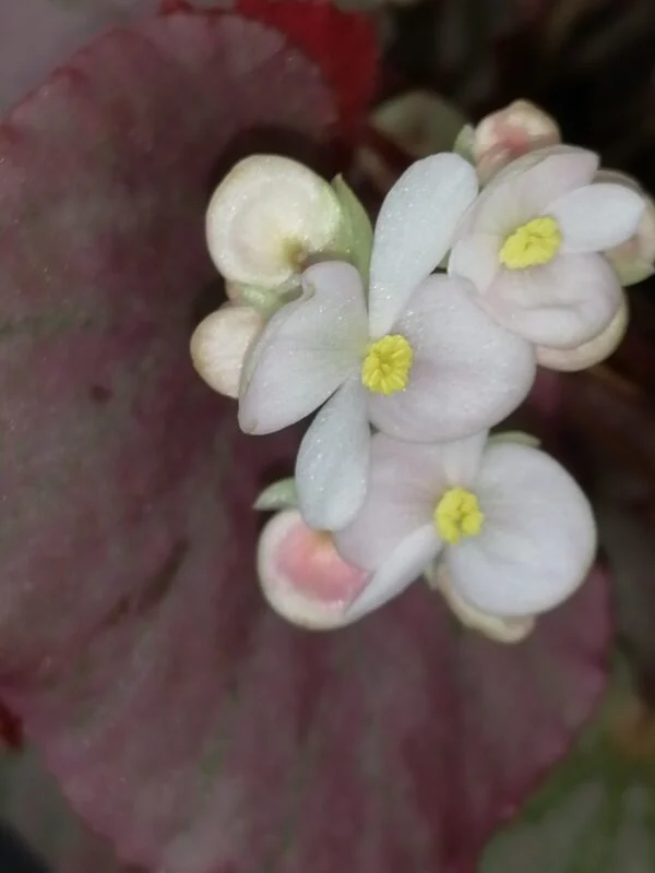 Begonia Martin's Mystery, U192, foto 3