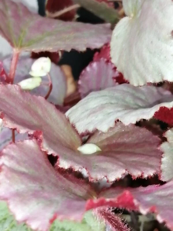 Begonia Martin's Mystery, U192, foto 4