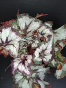 Begonia China Curly