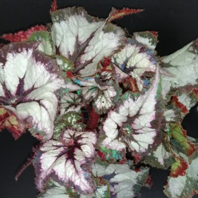 Begonia China Curly
