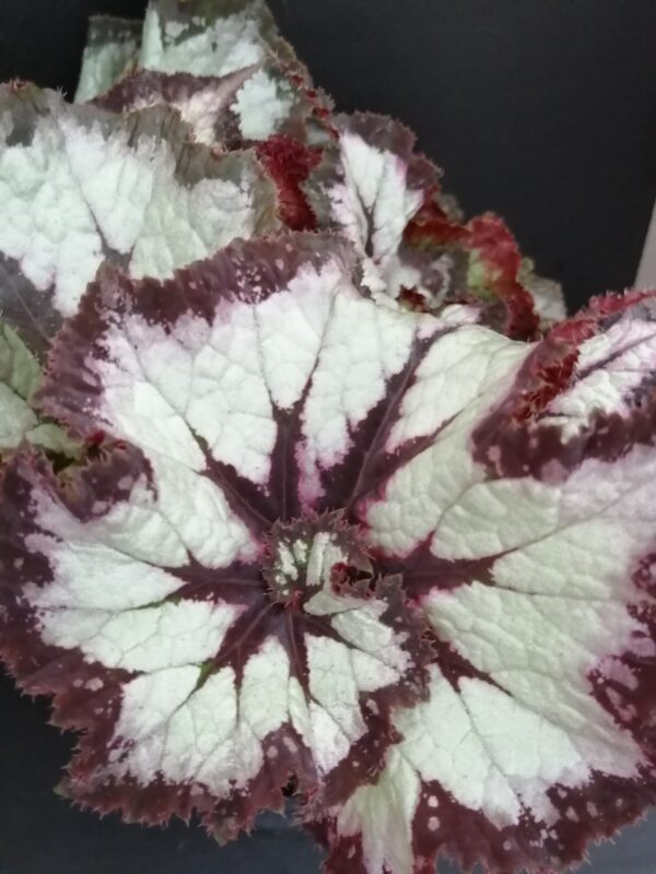 Begonia China Curly - immagine 4