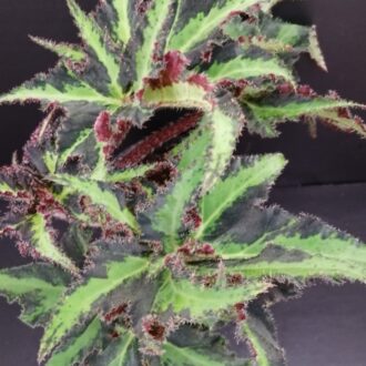 Begonia Lion Dance