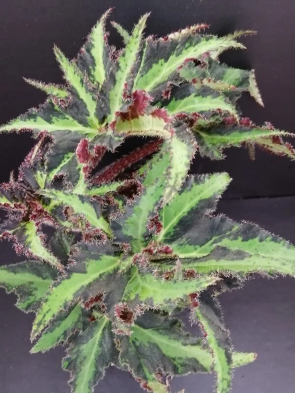 Begonia Lion Dance, pianta da interno