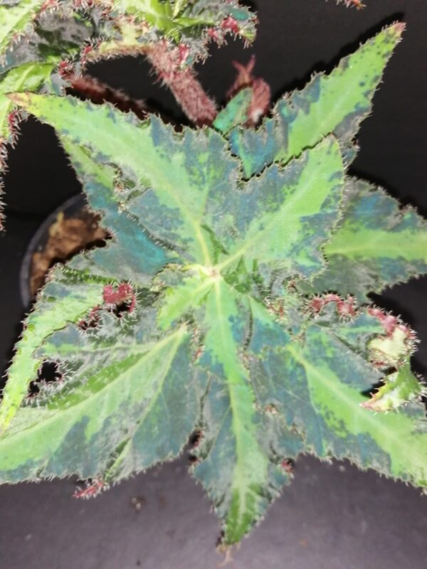 Begonia Lion Dance - immagine 3