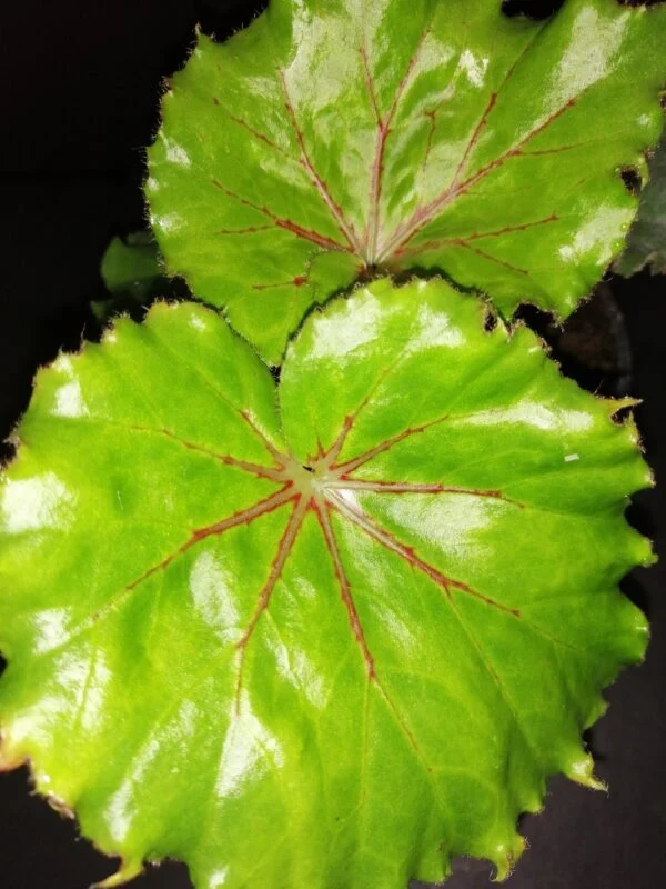 Begonia Essie Hunt, foto 3
