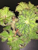 Begonia Mira Astralis