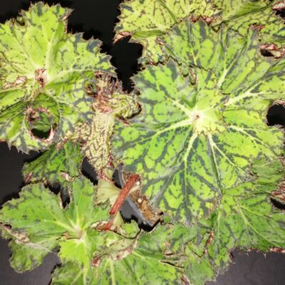 Begonia Mira Astralis