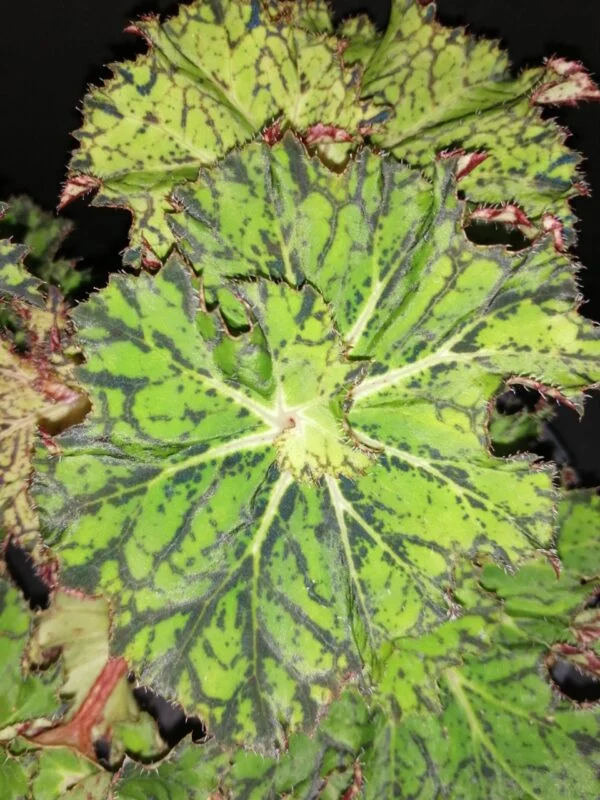 Begonia Mira Astralis, foto 2