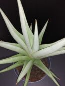 Sansevieria Chanin Crown