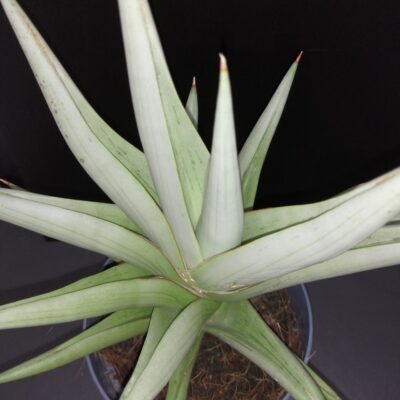 Sansevieria Chanin Crown