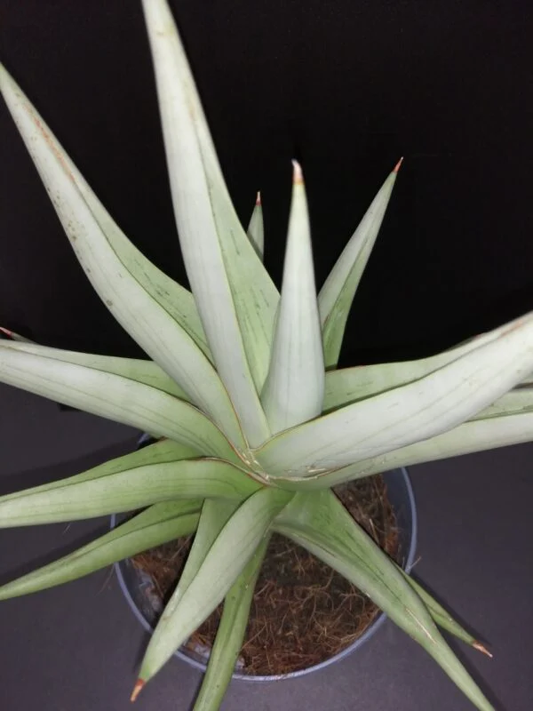 Sansevieria Chanin Crown, pianta da interno