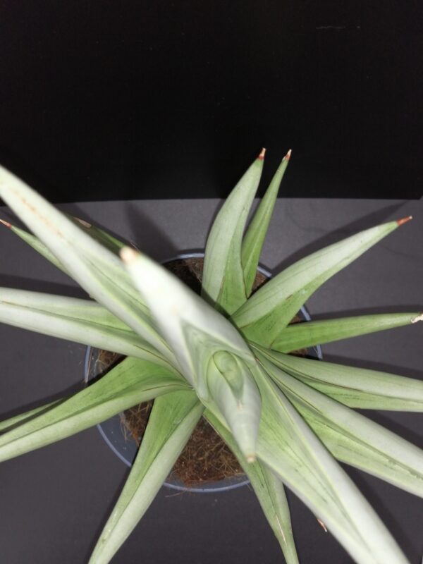 Sansevieria Chanin Crown - immagine 2