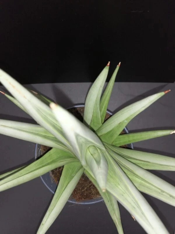 Sansevieria Chanin Crown, foto 2