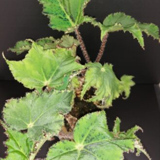 Begonia Cassiopea