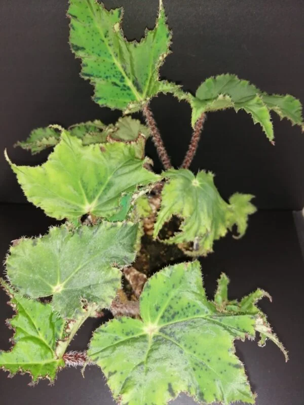 Begonia Cassiopea, pianta da interno