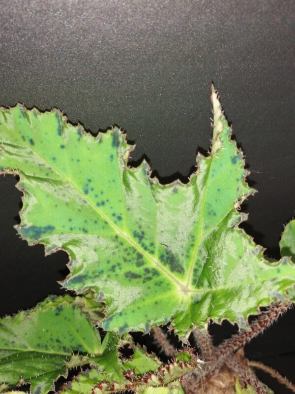 Begonia Cassiopea - immagine 2