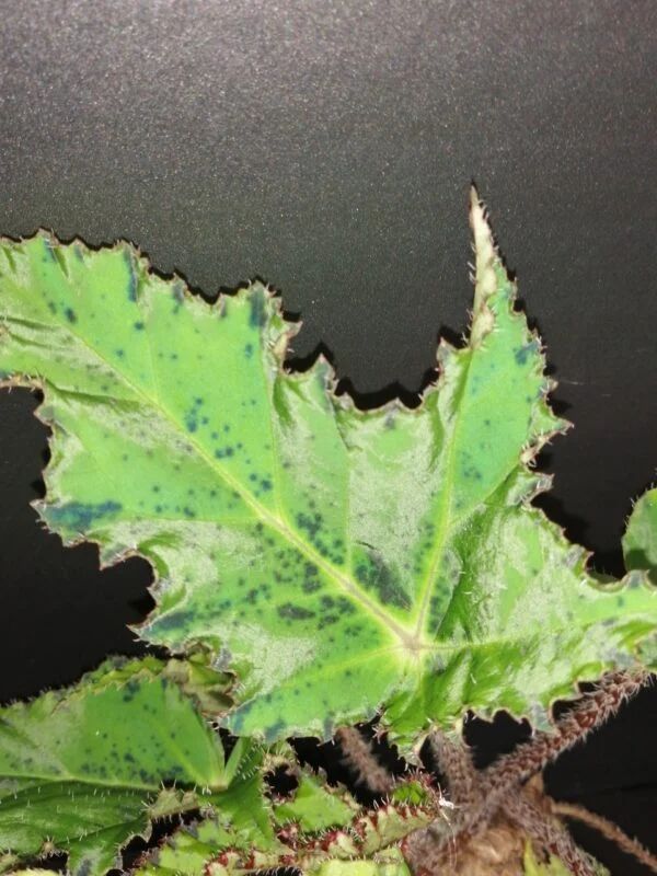 Begonia Cassiopea, foto 2