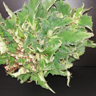 Begonia Vortix