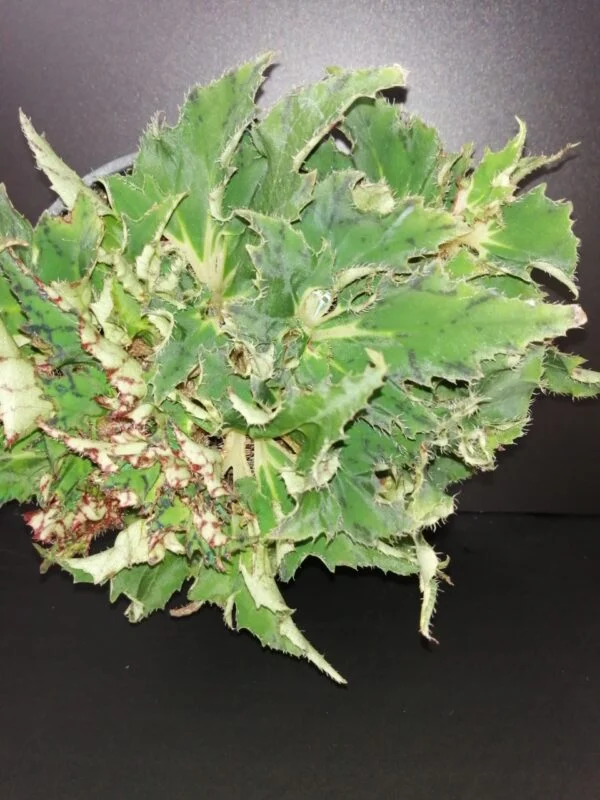 Begonia Vortix, pianta da interno