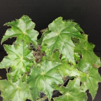 Begonia Almach