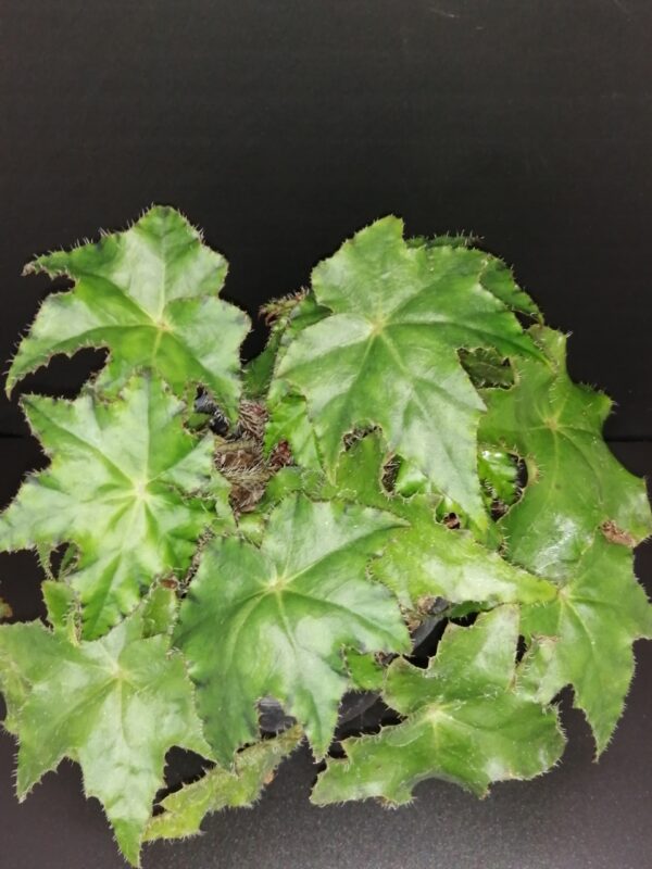 Begonia Almach