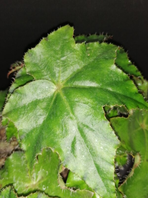 Begonia Almach - immagine 2
