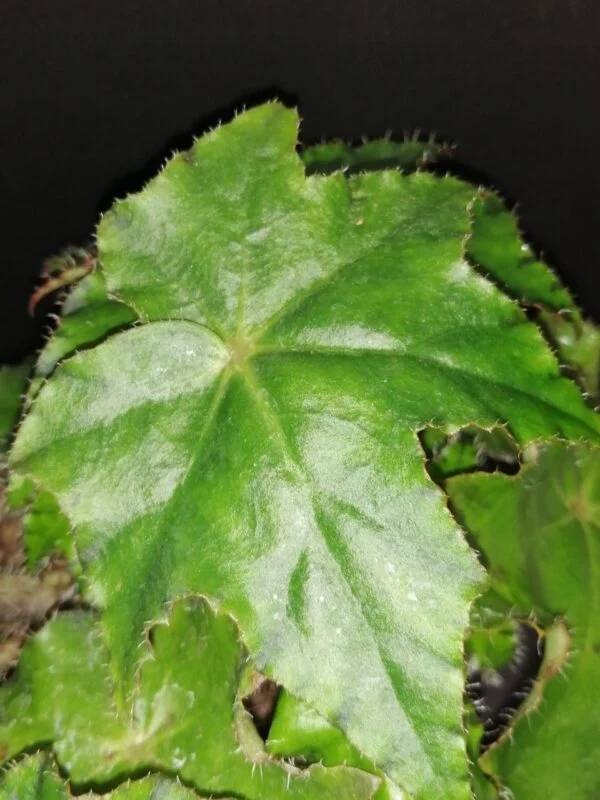 Begonia Almach, foto 2