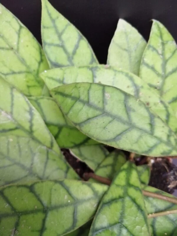 Hoya callistophylla, foto 7