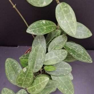 Hoya elliptica