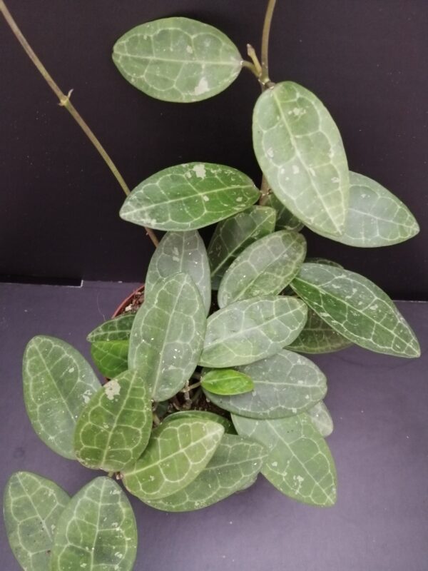 Hoya elliptica