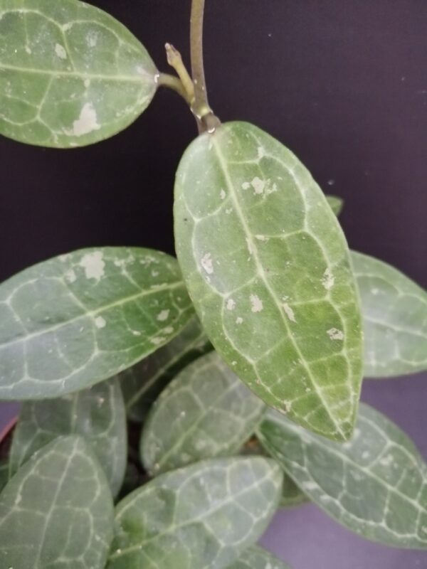 Hoya elliptica - immagine 2